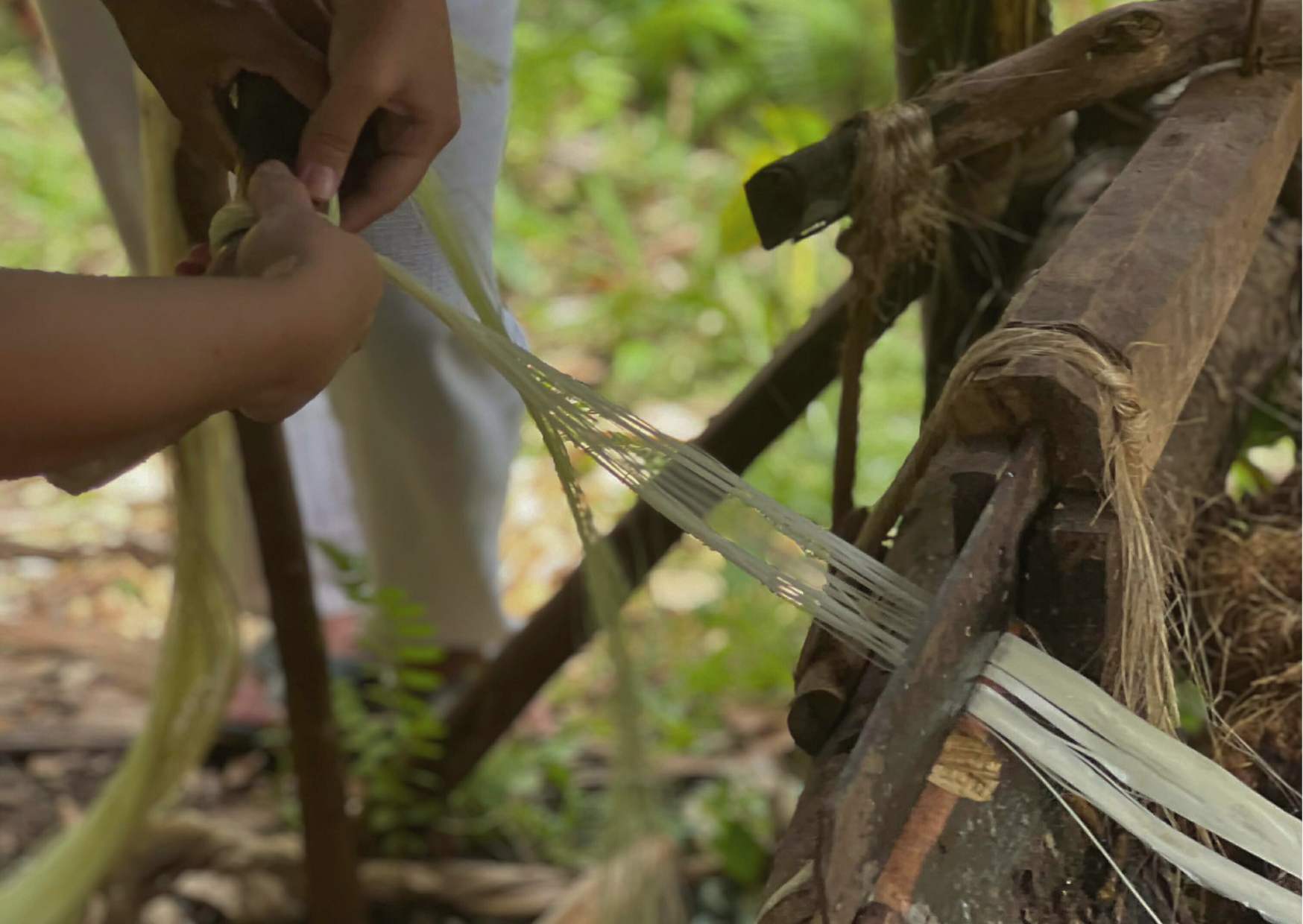 Natural Abaca Fibers
